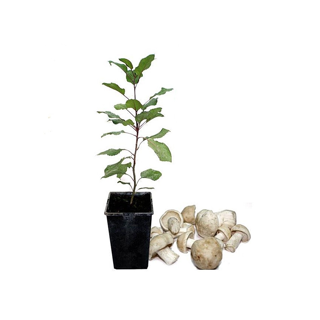 Perrechico mycorrhizal apple trees Perrechico mycorrhizal apple trees