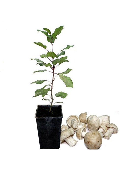 Manzanos micorrizados de perrechico Manzanos micorrizados de perrechico