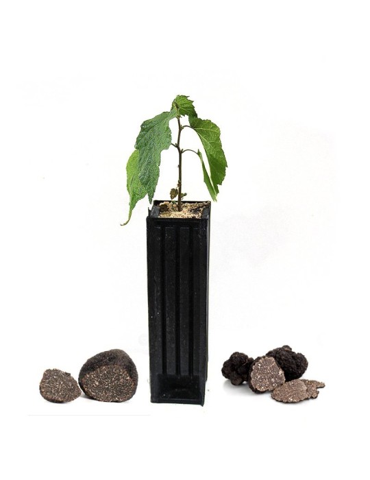 Hazelnut trees mycorrhizated with winter truffles Hazelnut trees mycorrhizated with winter truffles