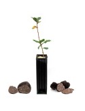 Quercus faginea micorrizados con Tuber melanosporum