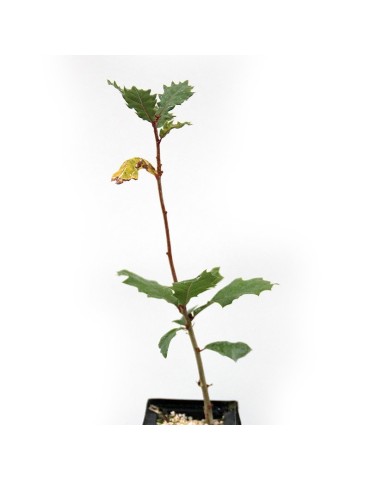 Quercus faginea mycorhizé avec Tuber melanosporum 2