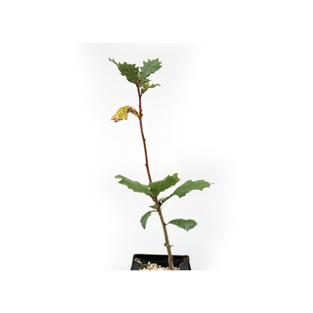 Quercus faginea micorrizados con Tuber melanosporum
