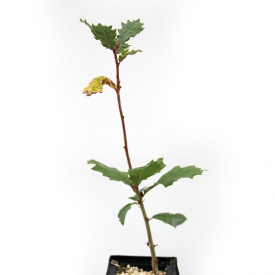 Quercus faginea mycorhizé avec Tuber melanosporum