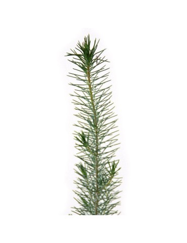 Pinus pinea micorrizados con Tuber borchii 2