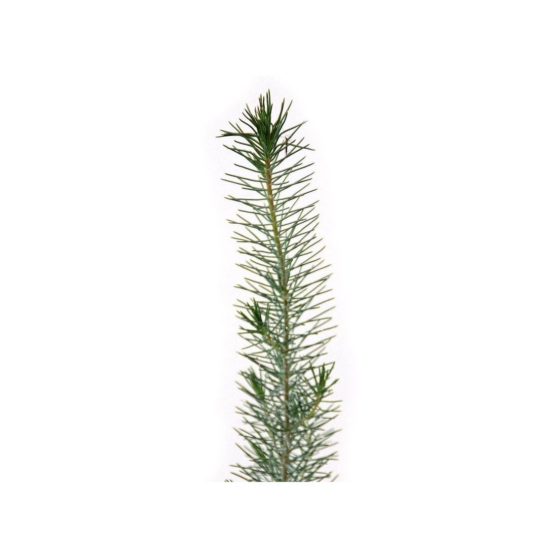 Pinus pinea micorrizados con Tuber borchii