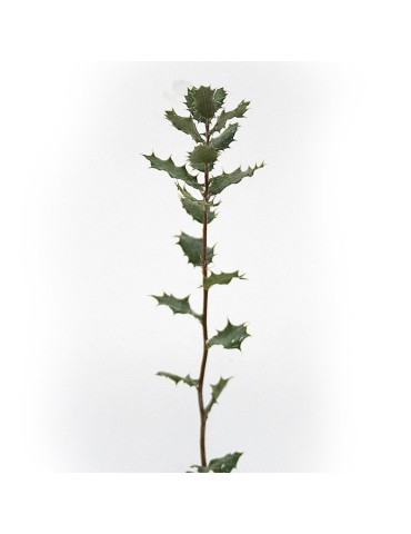 Quercus ilex productores de trufa de verano 2