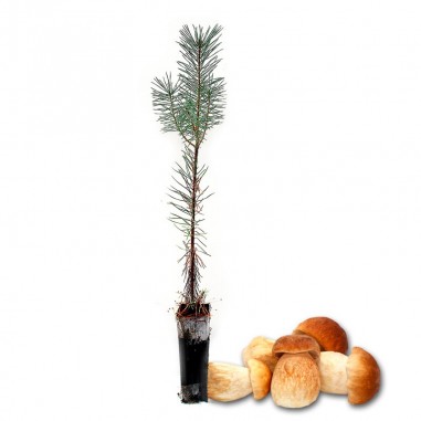 Pinos micorrizados boletus edulis. Pinus silvestris