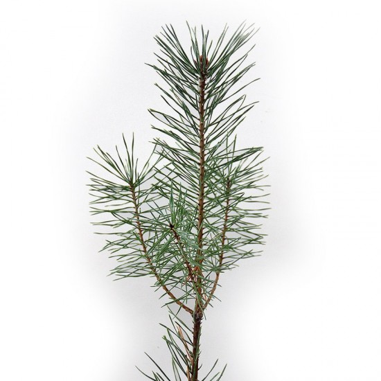 Boletus edulis mycorrhizal pines. Pinus silvestris