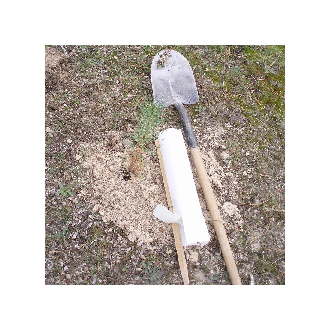 Protector for seedlings with tutor