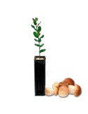 Cork oak mycorrhizal with Boletus