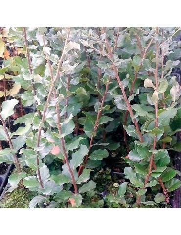 Chêne-liège mycorhizé avec boletus 2