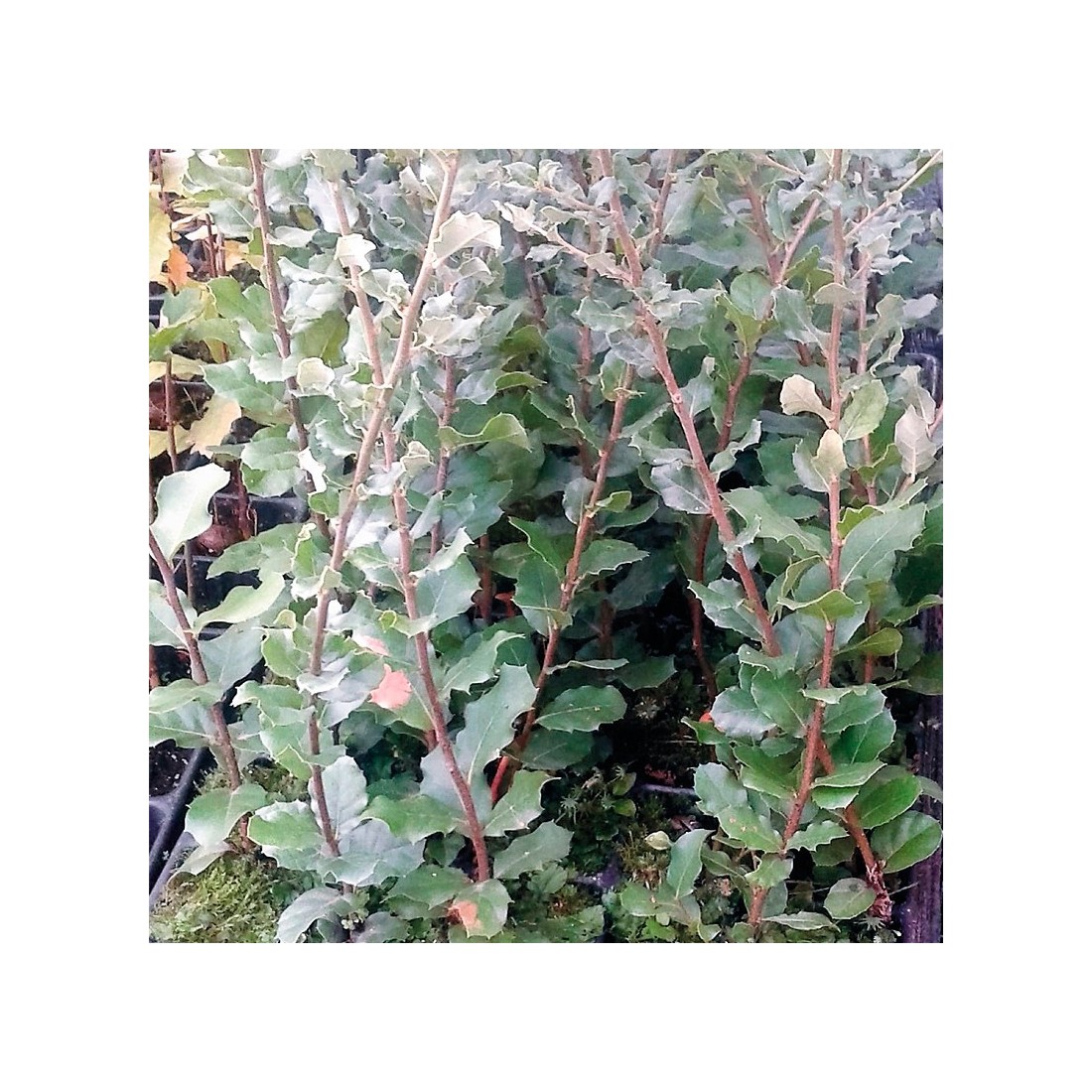 Alcornoque micorrizado con Boletus