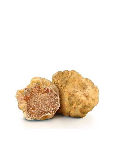Truffe blanche italienne fraîche, T. magnatum
