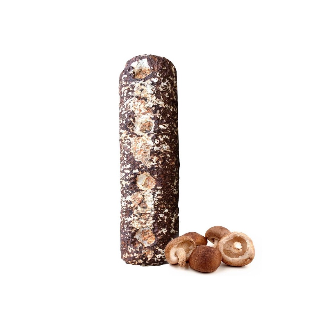 Kit tronco Shiitake 1,6 kg