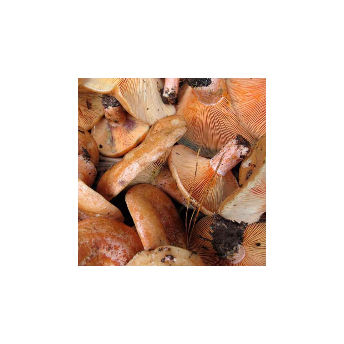 Chanterelles séchées en vrac Chanterelles séchées en vrac