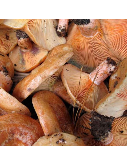 Chanterelles séchées en vrac Chanterelles séchées en vrac