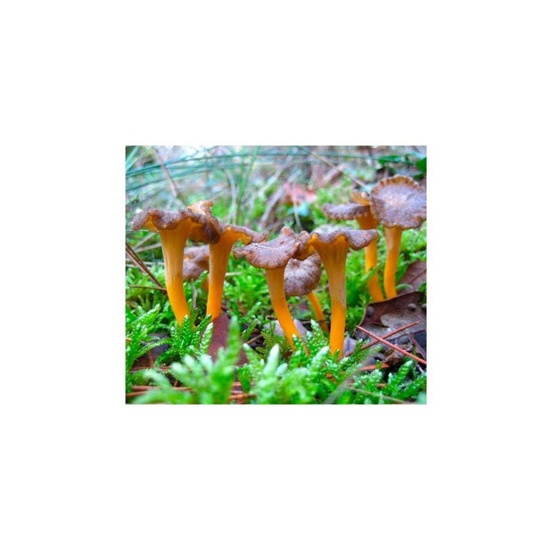 Trompeta amarilla deshidratada granel