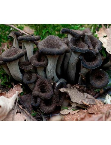 Trompeta negra deshidratada granel 2