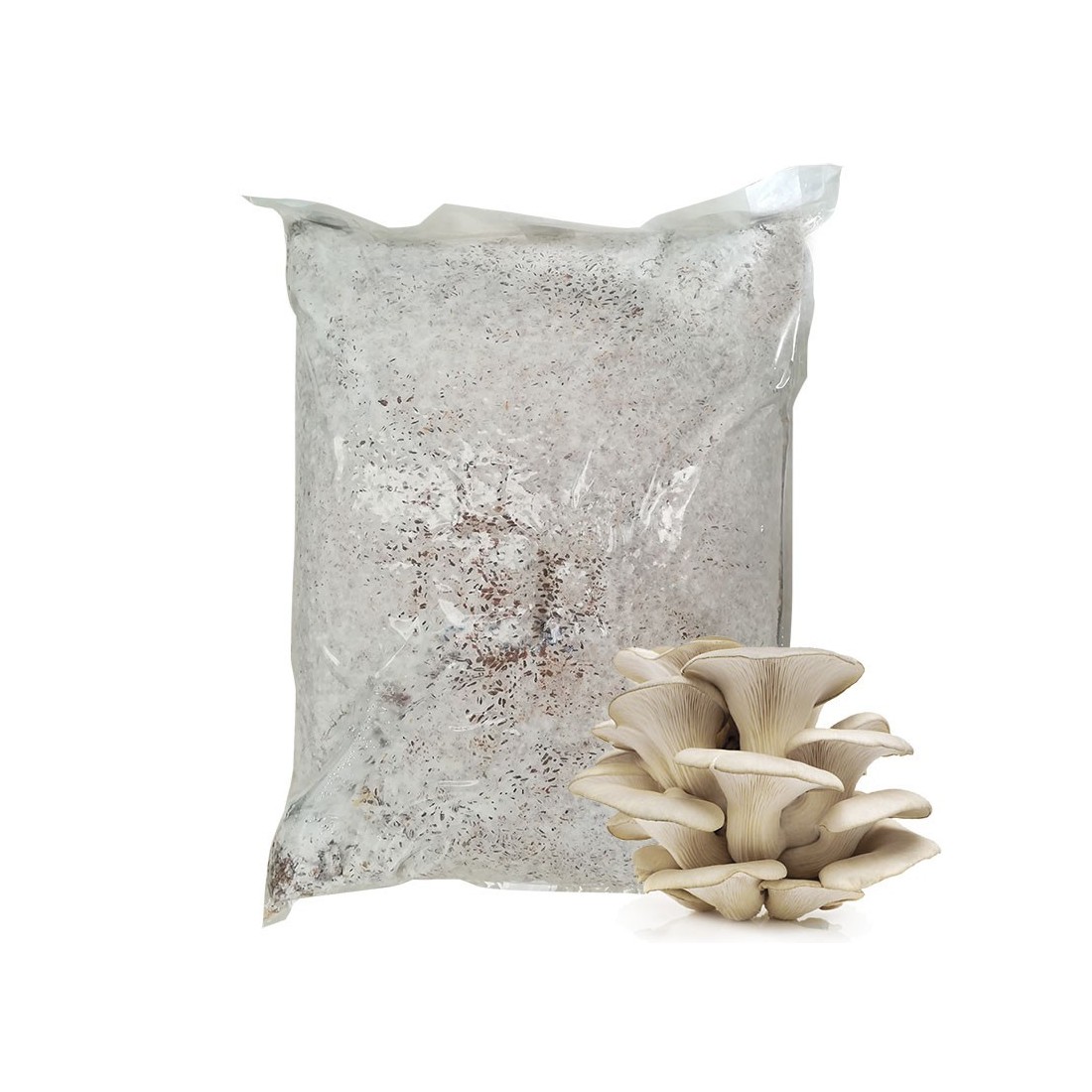 Micelio Pleurotus ostreatus