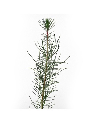 Pinus pinaster, 2 savias, 25 uds 2