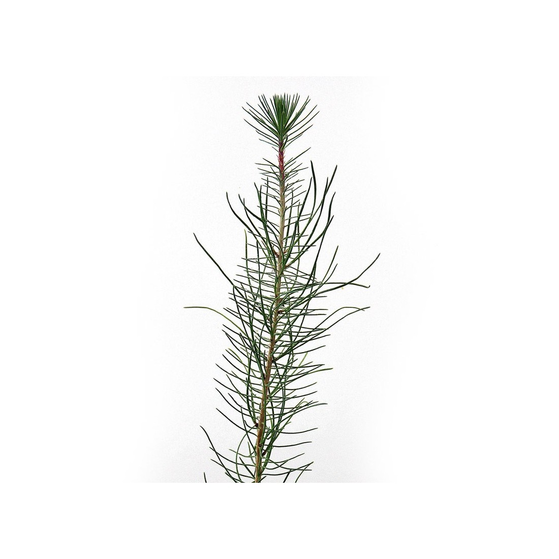 Pinus pinaster, 2 savias, 25 ounces