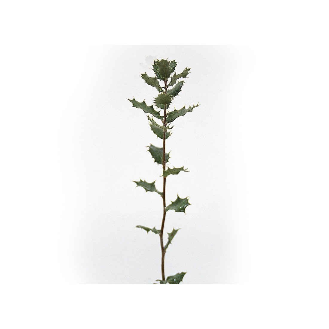 Quercus ilex, chêne vert 300 cc, 25 unités
