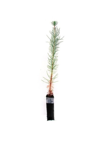 Pinus pinaster, 2 savias, 25 uds