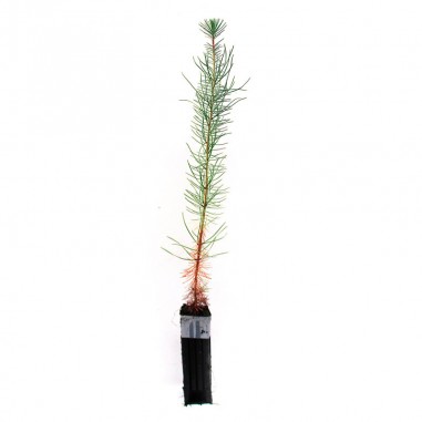 Pinus pinaster, 2 sapes, 25 pcs.