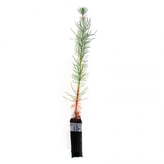 Pinus pinaster, 2 savias, 25 uds
