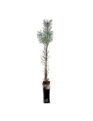 Pinus sylvestris, 2 savias, 25 units