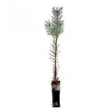 Pinus sylvestris, 2 savias, 25 units