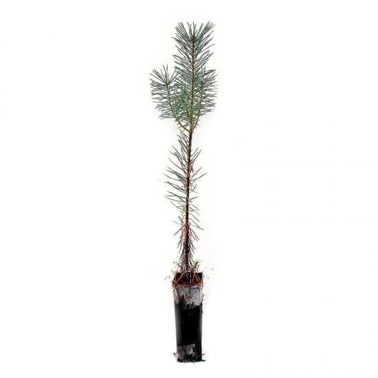 Pinus sylvestris, 2 sapes, 25 pièces.