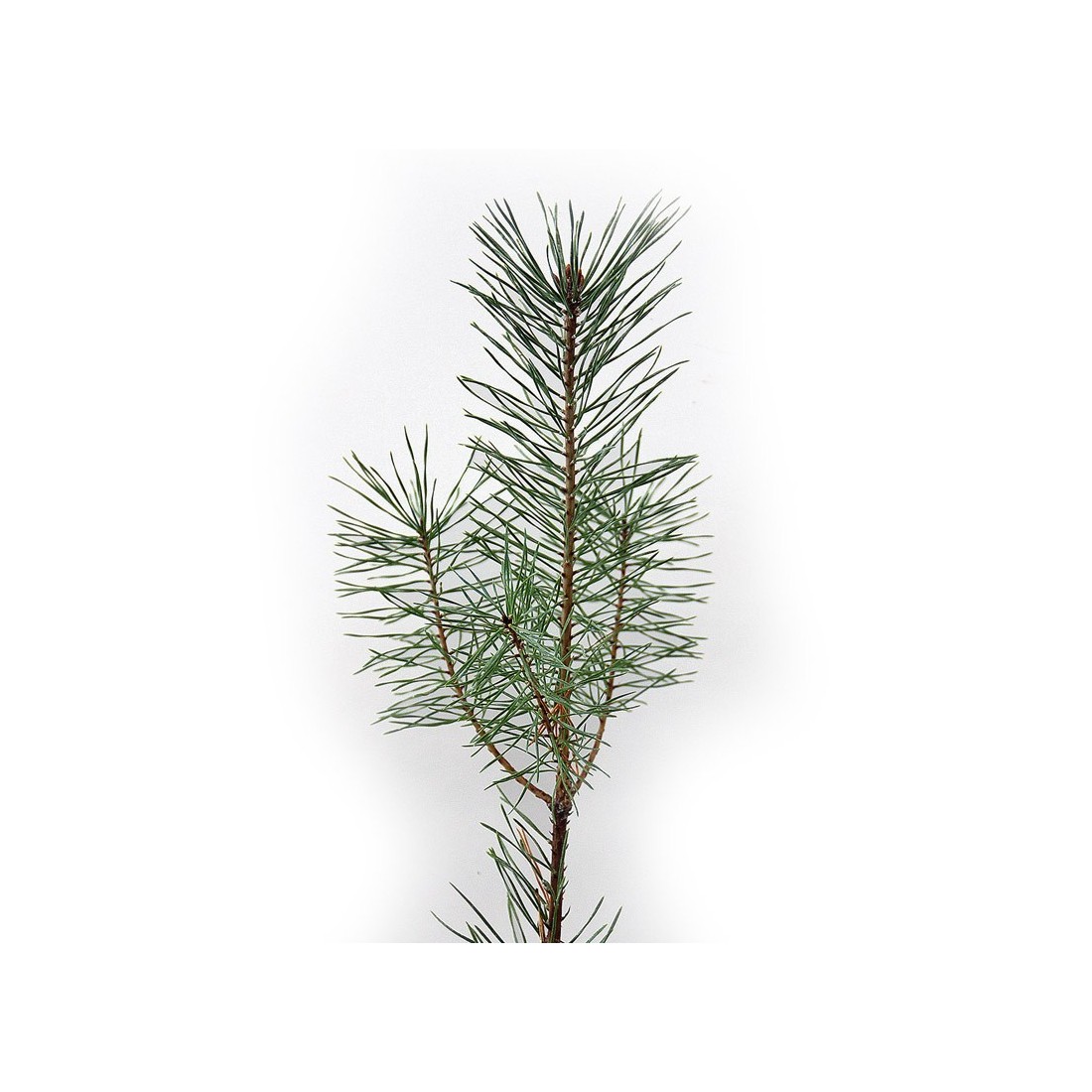 Pinus sylvestris, 2 savias, 25 units