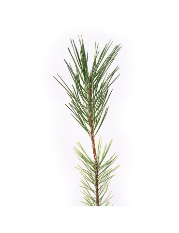 Pinus halepensis, 1 sève, 25 pièces. 2