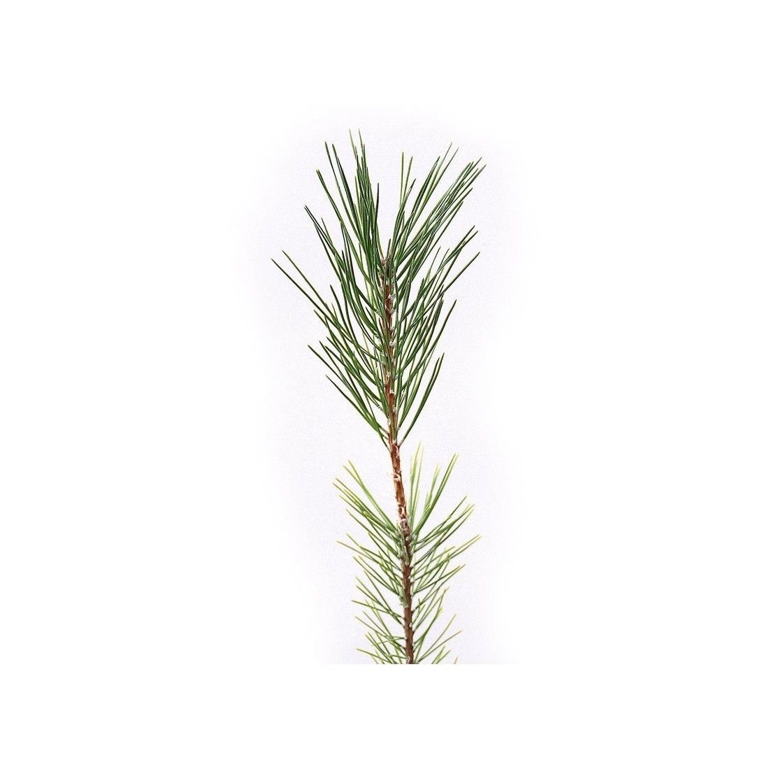 Pinus halepensis, 1 sève, 25 pièces.