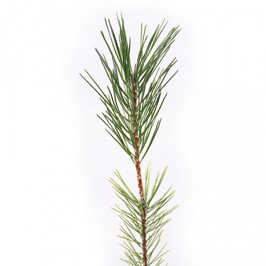 Pinus halepensis, 1 sève, 25 pièces.