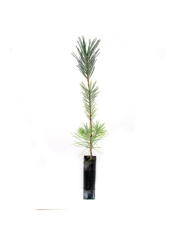 Pinus halepensis, 1 savia, 25 uds