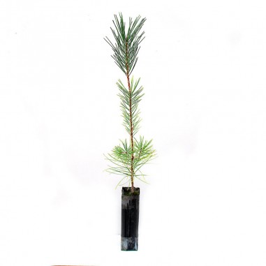 Pinus halepensis, 1 savia, 25 uds