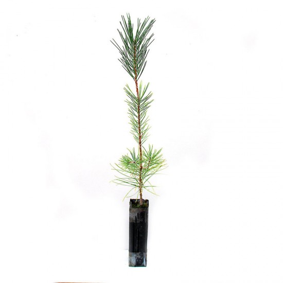 Pinus halepensis, 1 clay, 25 units
