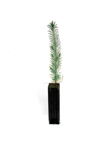 Pinus pinea, 1 savia, 25 uds