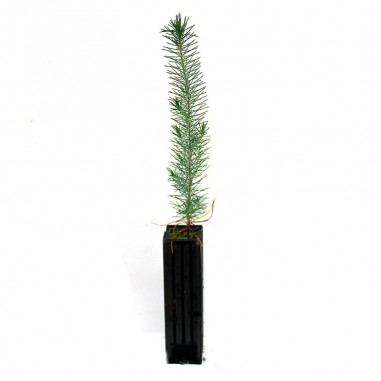 Pinus pinea, 1 savia, 25 uds