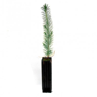 Pinus pinea, 1 clay, 25 units