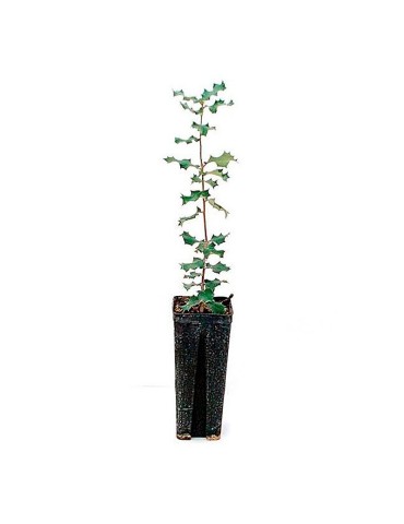 Quercus ilex, carrasca 300 cc, 25 uds