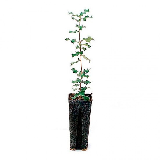 Quercus ilex, chêne vert 300 cc, 25 unités