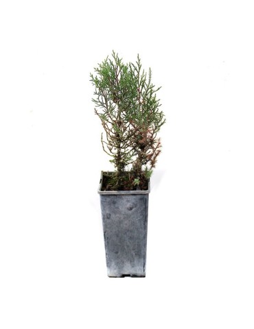 Sabinas, Juniperus thurifera 300 cc, 25 unités