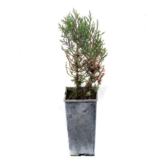 Sabinas, Juniperus thurifera 300 cc, 25 uds
