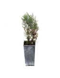 Sabinas, Juniperus thurifera 300 cc, 25 unités