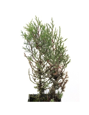 Sabinas, Juniperus thurifera 300 cc, 25 uds 2