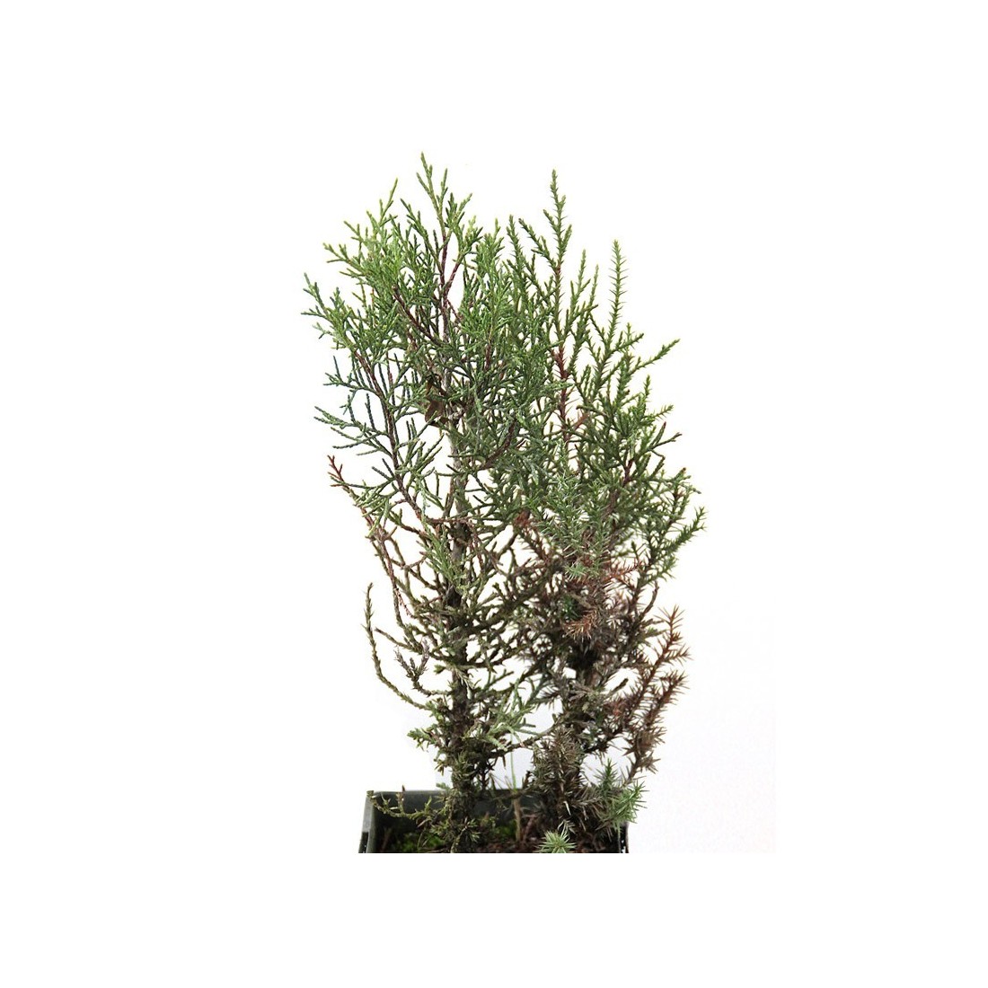 Sabinas, Juniperus thurifera 300 cc, 25 unités