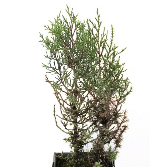 Sabinas, Juniperus thurifera 300 cc, 25 units